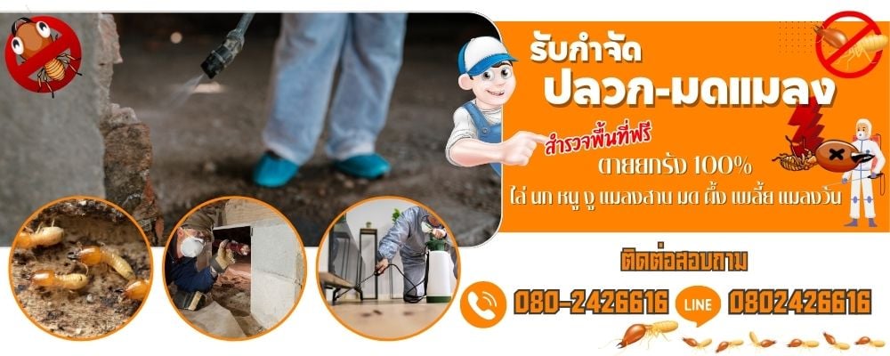 บริษัทกำจัดแมลงรบกวนราคาถูก