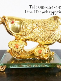 ปลามังกร คาบเหรียญบนยู่อี่ ไซส์เล็ก