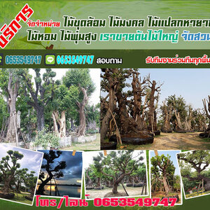 ร้านไม้ล้อมจัดสวน โทร 065-3549747 แต่งสวน จัดสวน บ้านและสวน บริการขุด ล้อม ย้าย ตั้งค้ำต้นไม้ล้ม