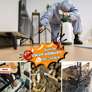 ร้านบริษัทกำจัดแมลงรบกวนราคาถูก
