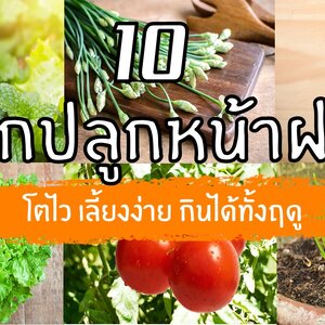 ((แชร์เลย)) ใครว่าขึ้นยาก ! 10 ผักควรปลูกหน้าฝน เลี้ยงง่าย โตไว มีกินตลอดฤดู