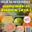 โหลดแนวข้อสอบ พนักงานประจำสำนักงาน (สวส.) กรมวิชาการเกษตร